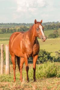 ST FAMEWAY X DESENHADA RED FHG (Embrião a Efetivar)