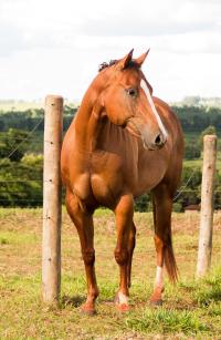 DASH TOL FAME X CEREJA RED JAMES (Embrião a Efetivar)