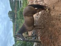 Bela tasterchoice choice