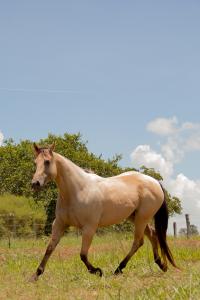 FANTINE CLASS JIBF (VENTRE)