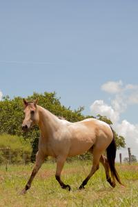 PEEKO GOLD SPARK X FANTINE CLASS JIBF (Embrião a Efetivar)