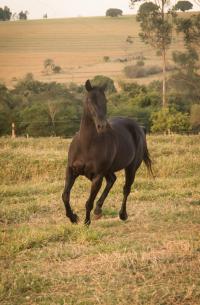 EL TORO LEO X HOPE EASY FLY (Embrião a efetivar)