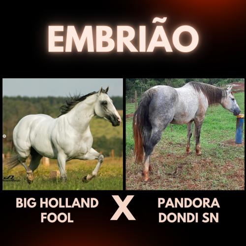 BIG HOLLAND FOOL X PANDORA DONDI SN (Embrião efetivado)