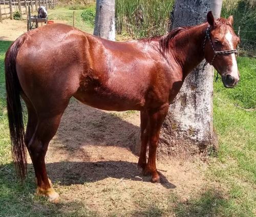 AMARULA KEYS (Lote 2 em 1)