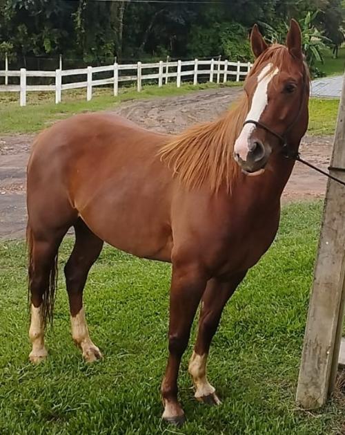 TINA GOLD CHAIN (P+)