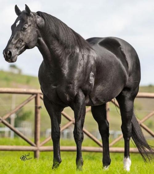 THROWIN A FIT (1 Cobertura)