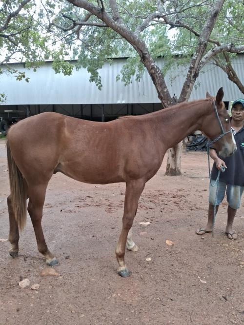 EL GOLD TEARS FSF x UNFORGETABLE HLC