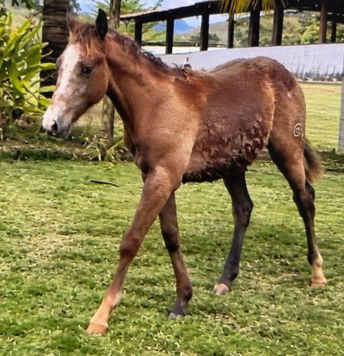 METALLIC BOY X ROYAL BOON REY NC