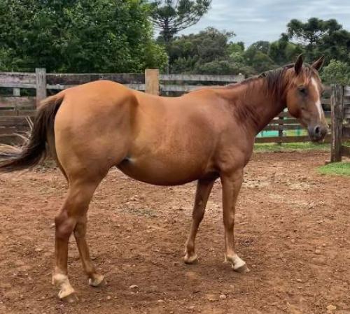 PRIMAVERA PLENA MOON (P+)