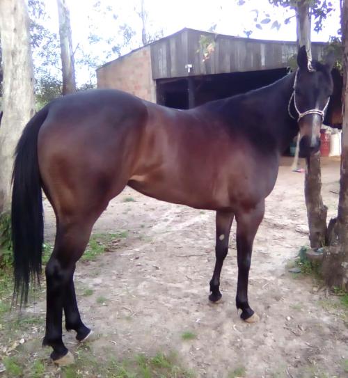 OLENA NIZER RWS (P+)