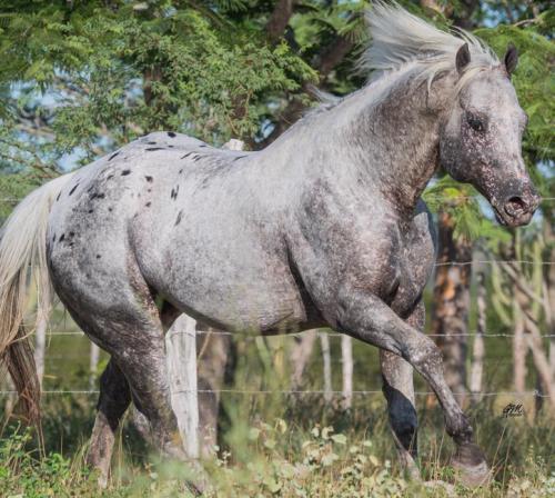 SANTA FE BLACK LAKE (1 Cobertura)