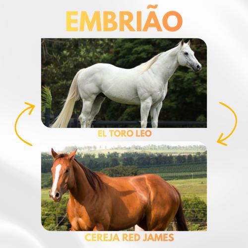 EL TORO LEO X CEREJA RED JAMES (Embrião a Efetivar)