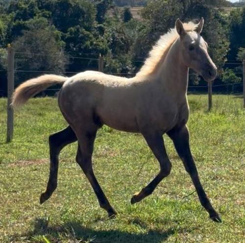 SHADY FAST BARON H2M X PRINCES FAME HTT