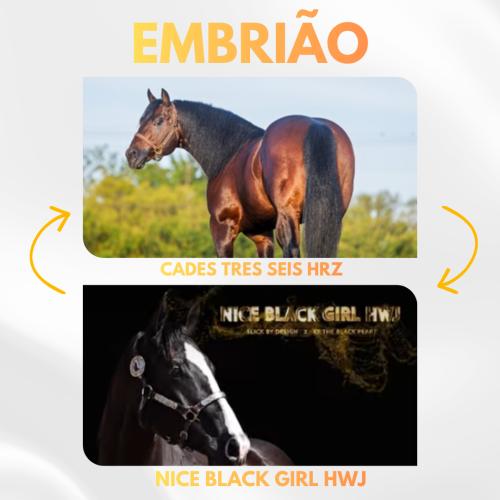CADES TRES SEIS HRZ X NICE BLACK GIRL HWJ (Embrião a efetivar)
