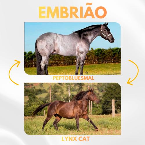 PEPTOBLUESMAL X LYNX CAT (Embrião Efetivado)