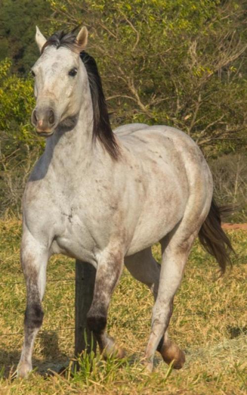 NATASHA ROXA DK (Ventre)