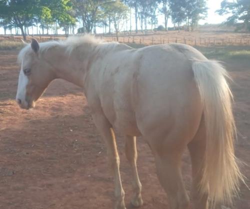 GUNNER IS STARSTRUCK X STRAWBERRY REY FMM