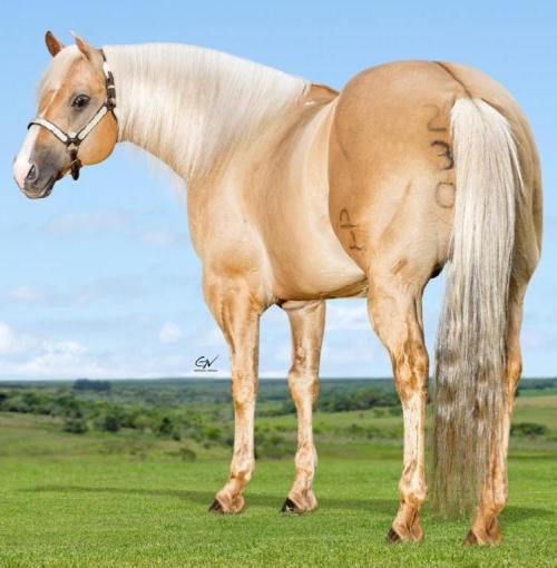 GENUINE RED QUINCY (1 Cobertura)