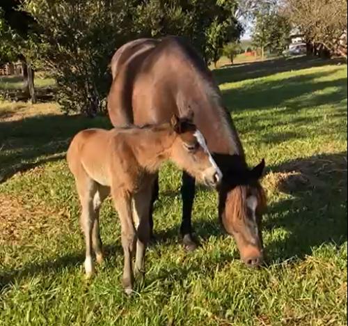 RCH MARIE HOT (Lote 2 em 1)