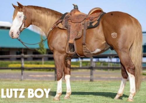 LUTZ BOY (4 Coberturas)