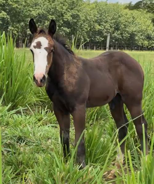 CHEX FROM A STAR x AMERICA BLACK HJR