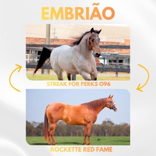STREAK FOR PERKS O96 X ROCKETTE RED FAME (Embrião a efetivar)