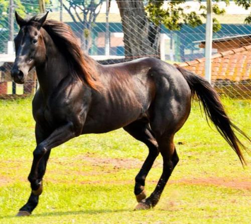 HOPE EASY FLY (Ventre)