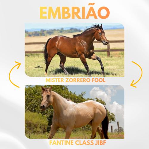 MISTER ZORRERO FOOL X FANTINE CLASS JIBF (Embrião a Efetivar)