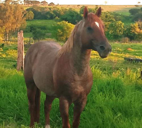 ROYAL SILVERADO BROW