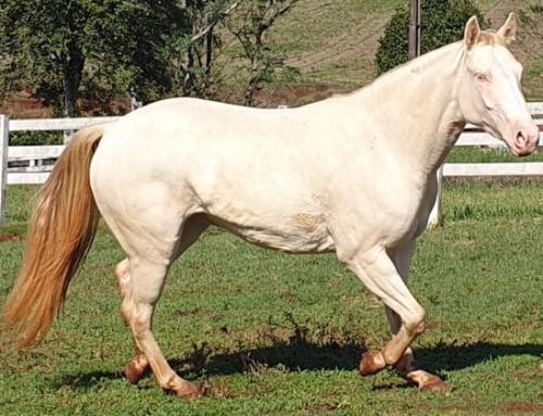 BUENA PATRON (Ventre)