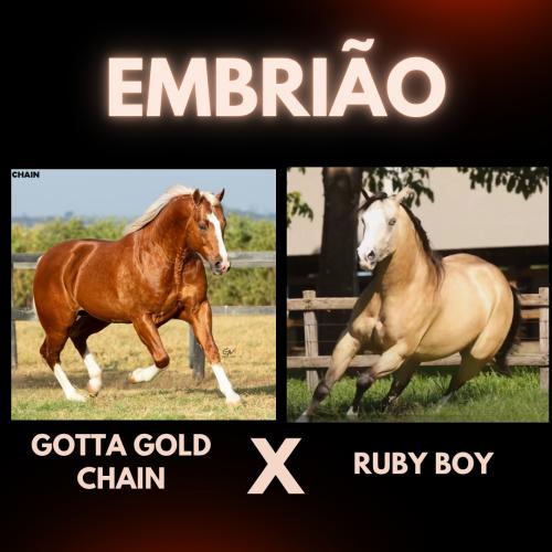 GOTTA GOLD CHAIN X RUBY BOY (Embrião a efetivar)