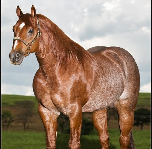 HIGH BROW SILVER CAT (1 Cobertura)