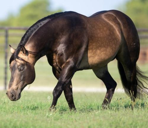 WHIZKEY N DIAMONDS (S. Congelado)