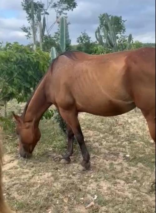 CARELLI APOLLO GOLD (P+)