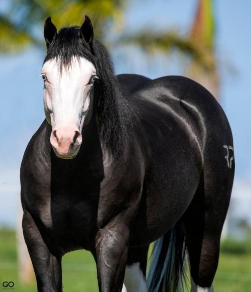 SHINNING BLACK (1 Cobertura)