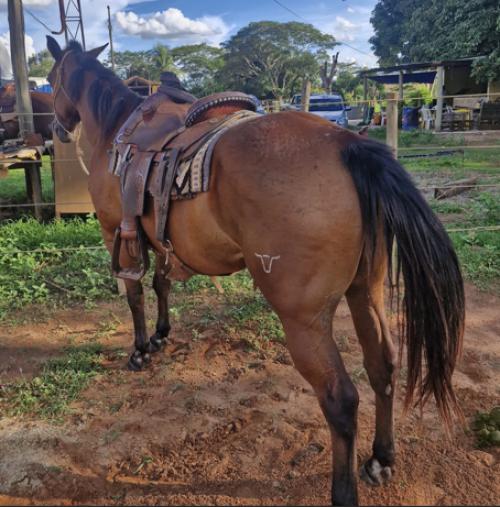 CAVALO DE LAÇO CABEÇA