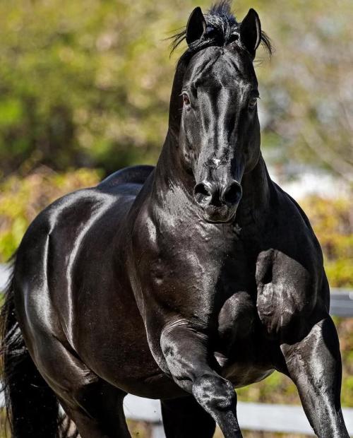 DON TORO HJG (1 Cobertura)