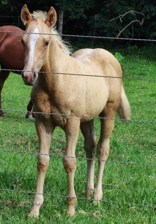 WHIZ STARSTRUCK X REALLY DOC