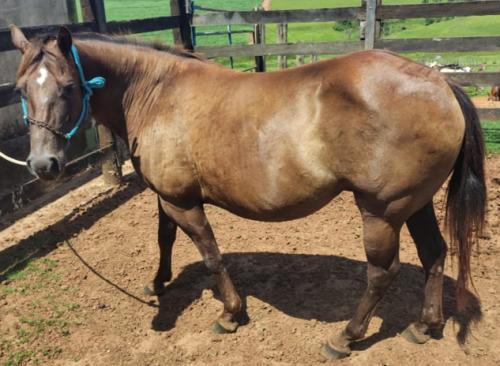 GRAIA DONT SCAM (P+)