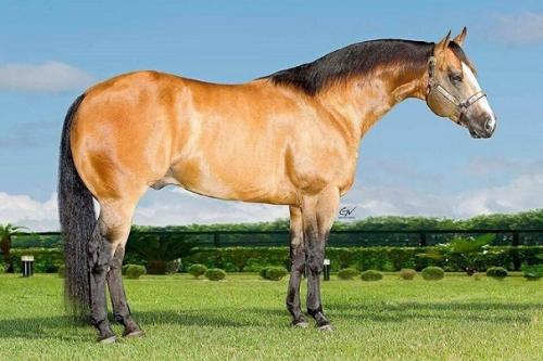 DUAL SPARK (4 palhetas)