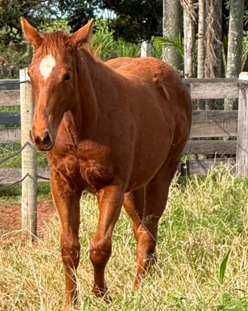 FAMEBRINGS FORTUNES x TINA SIXARUN JS