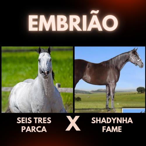 SEIS TRES PARCA X SHADYNHA FAME (Embrião a efetivar)