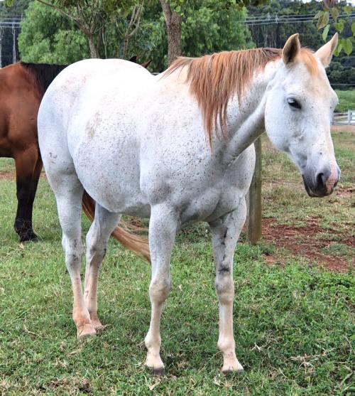 HMJ STARLADY BADGE (P+)