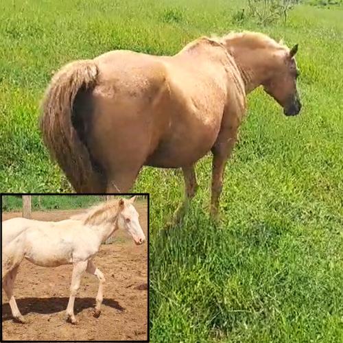 SUNSET KID RLM (Lote 2 em 1)