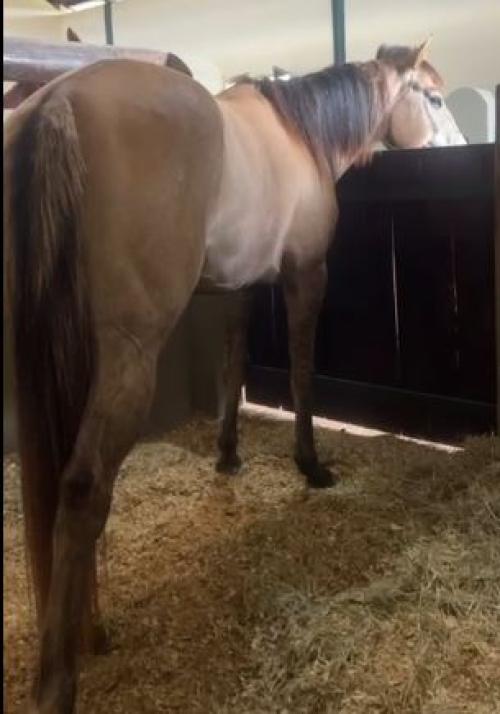 63 ANUBISZORRERO HCO