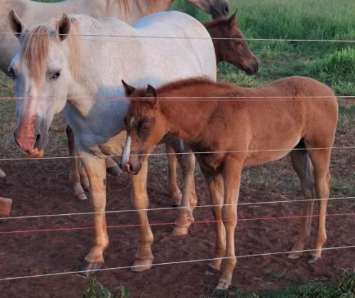 NICOLE (Lote 2 em 1)