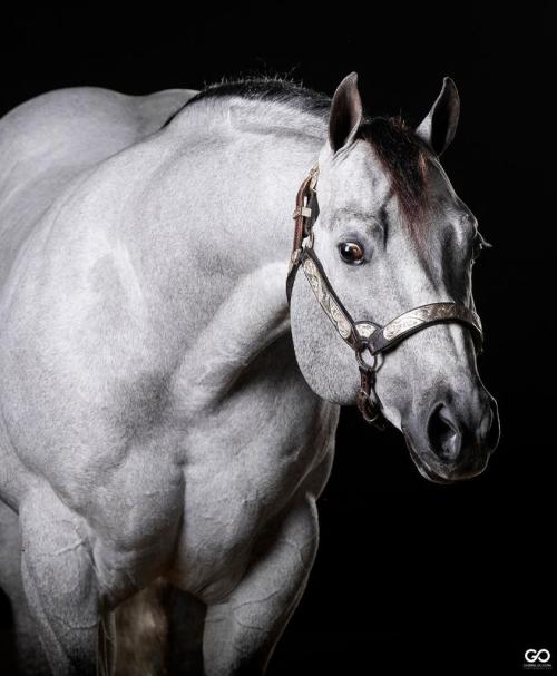 PLAYBOON (1 Cobertura)