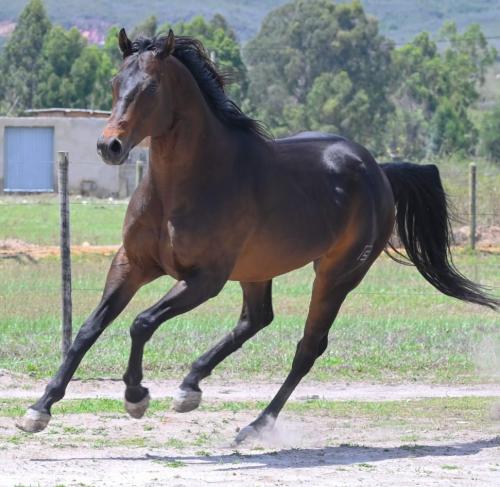 GRANITE LAKE MERRY (1 Cobertura)