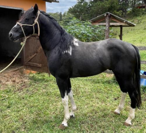 FUSION TRU DIXIE INM