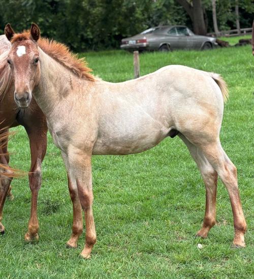 CATS RED FEATHER X MANU ROANS A CAT ESF